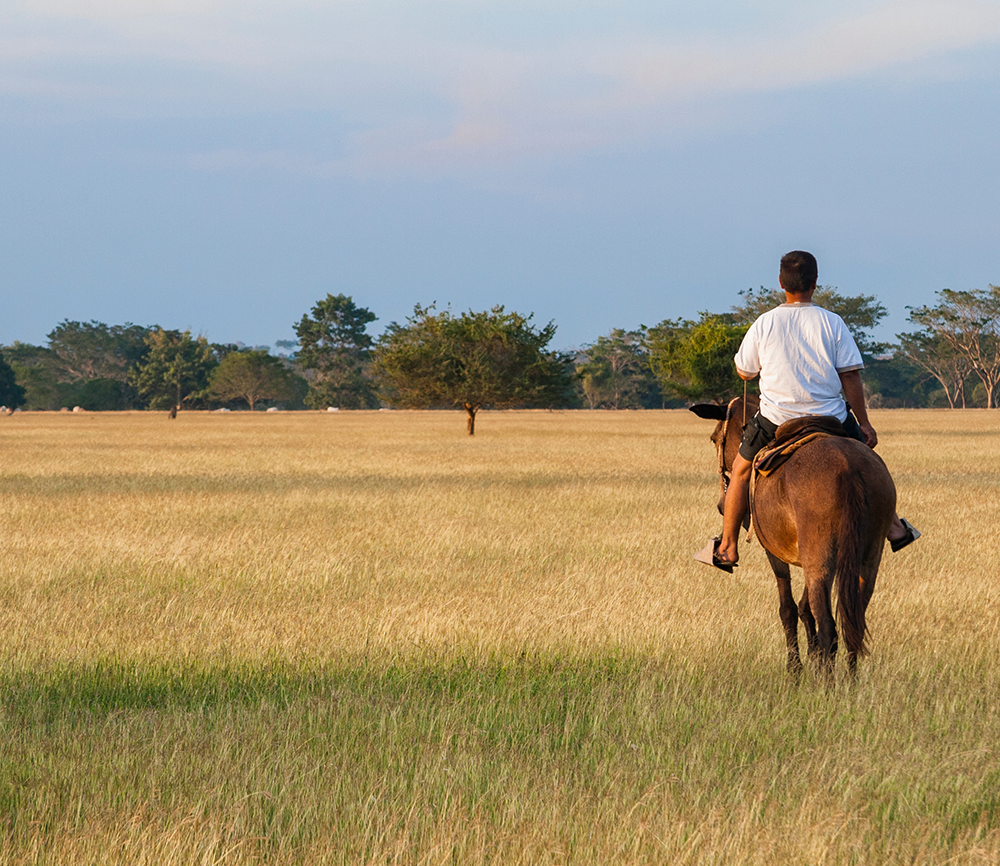 caballo-cordoba